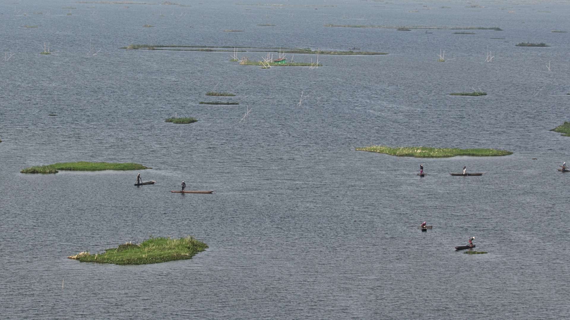 Mixing unique 'Phumdi' Compost and chemical fertilisers boosts rice harvests in Northeast India